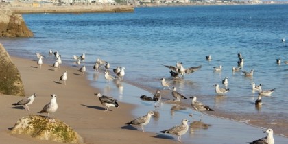Чайки на берегу